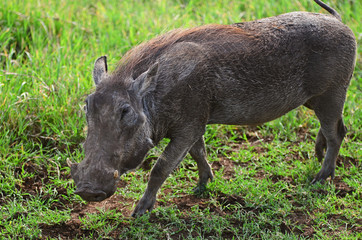  phacochère 