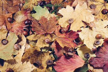 Autumn leaves and autumn chestnuts, vintage look, Autumn leaves background.