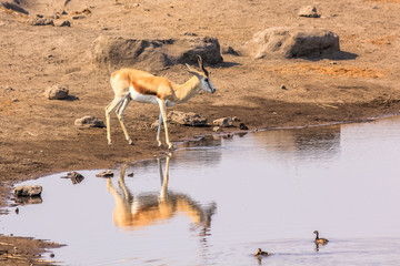 one springbok gazelles reflecting in pool in Namibian savannah of Etosha National Park, dry season in Namibia, Africa