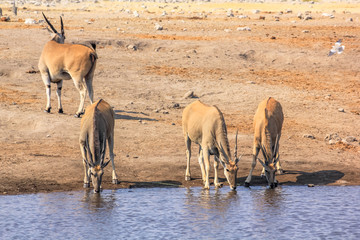 four wild elands drinking at pool in Namibian savannah of Etosha National Park, dry season in Namibia, Africa