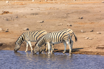 Fototapeta na wymiar zebras drinking at pool in Etosha National Park, in Namibia, Africa