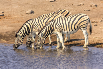 Fototapeta na wymiar three zebras drinking at pool in Namibian savannah of Etosha National Park, dry season in Namibia, Africa