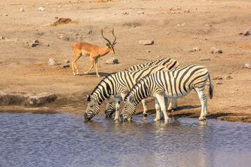 wildlife: zebras and impalas at pool in Namibian savannah of Etosha National Park, dry season in Namibia, Africa