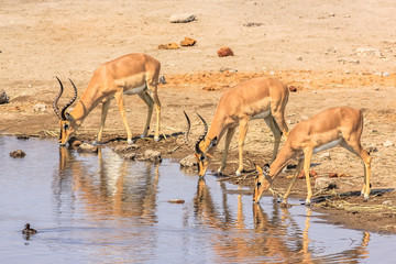 three impalas drinking at pool in Namibian savannah of Etosha National Park, dry season in Namibia, Africa