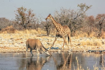 zebra and eland meeting at pool in Namibian savannah of Etosha National Park, dry season in Namibia, Africa