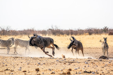 Fototapeta na wymiar wildebeests running in Namibian savannah of Etosha National Park, Namibia, Africa