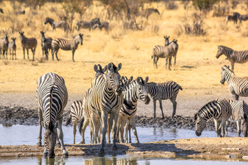 Naklejka na ściany i meble herd of african zebras reflecting in the pool in Namibian savannah of Etosha National Park, Namibia.