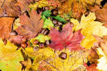 Hazelnuts, chestnuts and autumn leaves. Autumn scene. Autumn background. Fall. Nuts.