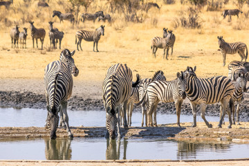 Fototapeta na wymiar herd of african zebras resting at the pool of Etosha National Park, Namibia.