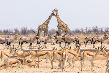 wild animals pyramid with giraffes springboks and oryxs in Namibian savannah of Etosha National Park in Namibia, Africa - obrazy, fototapety, plakaty