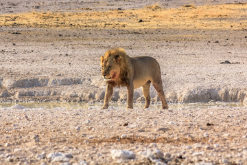 African lion walking at sunset in Etosha National Park, Namibia, Africa.