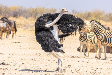 wild ostrich dancing in Namibian savannah of Etosha NP in Namibia, Africa © bennymarty