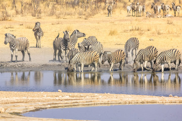 Fototapeta na wymiar herd of african zebras drink in the water pool in Namibian savannah of Etosha National Park, Namibia.