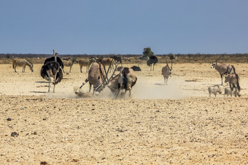 Fototapeta na wymiar wild animals: zebras elephants giraffes ostriches springboks gemsboks gazelles warthogs drinking at pool in Namibian savannah of Etosha National Park, dry season in Namibia, Africa