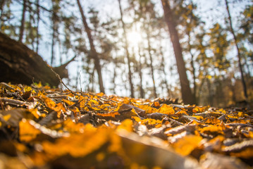 Autumn forest and leaves