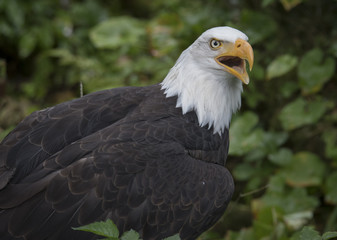 Bald Eagle Calling