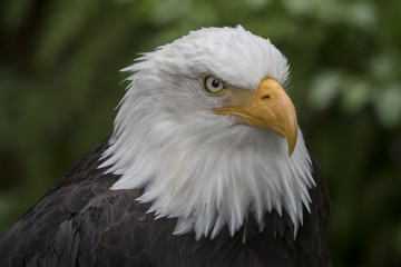 Bald Eagle Portrait