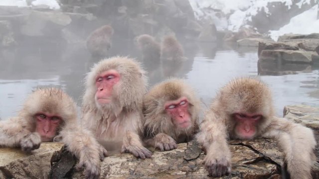 A snow monkey that enters a hot spring in winter. In Nagano Prefecture Jigokudani hot spring in Japan, wild monkeys enter hot springs.