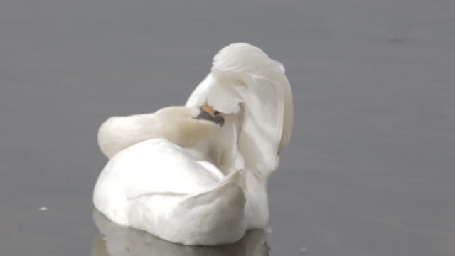 Swan on blue lake water cleans feathers, swans on pond, nature series