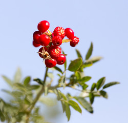 red barberry against the blue sky