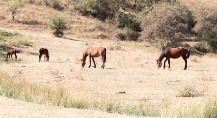 Naklejka na ściany i meble herd of horses in the pasture in the fall