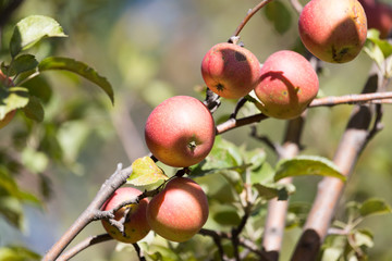ripe apples on the tree in nature