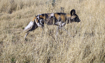 Wild Dogs in Namibia