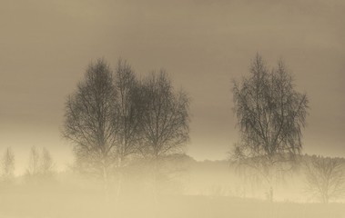Brzozy we mgle