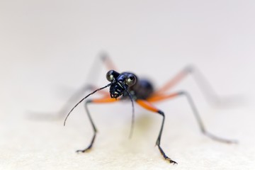 Trycondyla Annulicornus carabidae