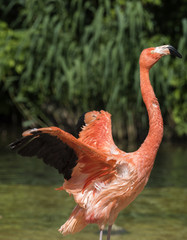 Flamingo