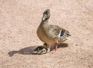 Ente mit Küken