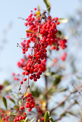 red barberry against the blue sky