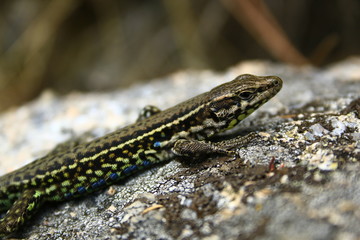 lizard on rock