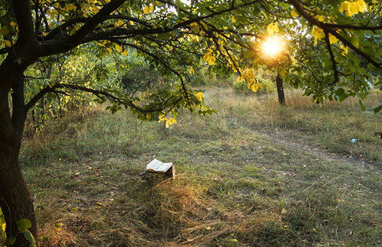 Poetry book under tree in front of sunset
