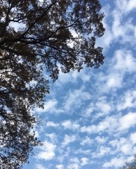 November sky with high clouds