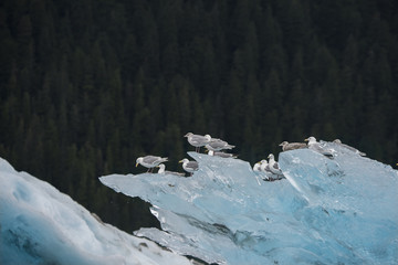 Fototapeta na wymiar Gulls on Iceberg, Alaska