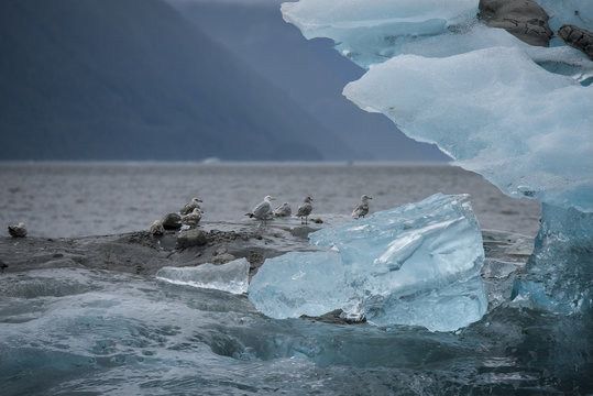 Gulls on Iceberg, Endicott Arm