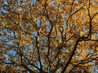 Autumn Oak