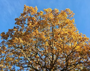 Crown of Autumn Oak