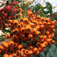 Pyracantha Berries