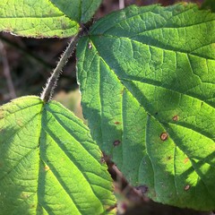 Sunlit Bramble Leaves