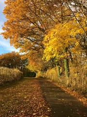 Autumn Scene