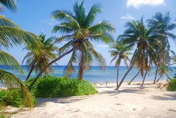 Fototapeta na wymiar Cayman island palm trees