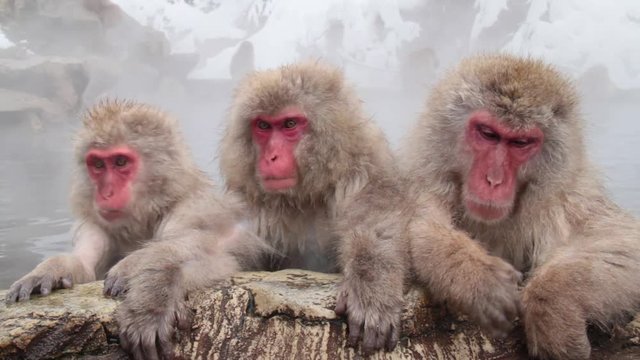 A snow monkey that enters a hot spring in winter. In Nagano Prefecture Jigokudani hot spring in Japan, wild monkeys enter hot springs.