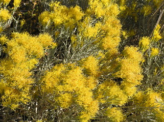 Sagebrush
