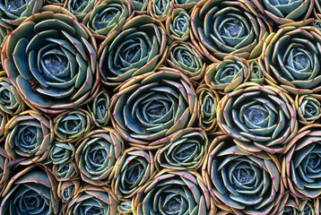 Colorful Echeveria Background Pattern