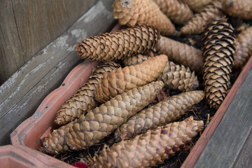Pile of pine cones lying in the drawer