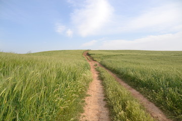 Path field
