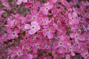 Dogwood 4
