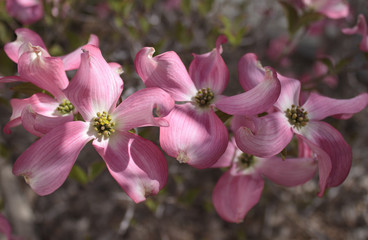 Dogwood 3